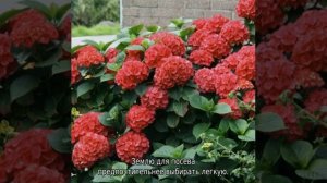 Гортензия крупнолистная: посадка и уход в открытом грунте