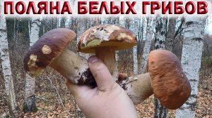 ?ПОЛЯНА БЕЛЫХ ГРИБОВ В ПОДМОСКОВЬЕ.?ГРИБНАЯ ФОРТУНА УЛЫБНУЛАСЬ МНЕ.?Хочу за грибами 2022!!!