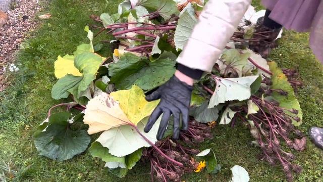 Когда срезать многолетники цветы и кустарники осенью на даче . Уход за садом в октябре. смотреть онлайн