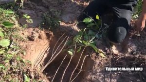УДИВИТЕЛЬНЫЕ люди ловят змей. Ловим змей в Камбоджи, змеи против людей, охота на змей
