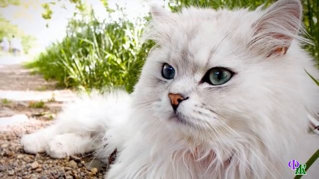 Говорящий КОТ 48 «Жди беды! У озерного царя пропал трезубец!» - сказала русалка, взяв кота за лапу смотреть онлайн