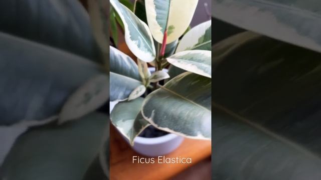 Variegated Rubber Plant (FICUS ELASTICA) #shorts #plants