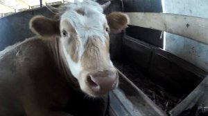 Приехали в хутор Глинки! Коровы!