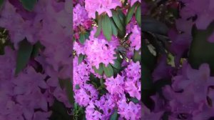 РОДОДЕНДРОН ещё цветёт # Какой же он красивый 🥰 # Schönheit von Rhododendron ...