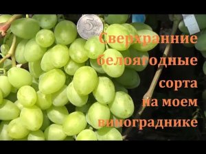 Сверхранние  белоягодные  сорта и г. ф. винограда. Плодоношение в 2019 г.