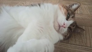 Кошка Соня потягивается