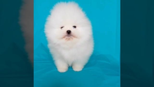 Белый щенок померанского шпица мишка смотреть онлайн