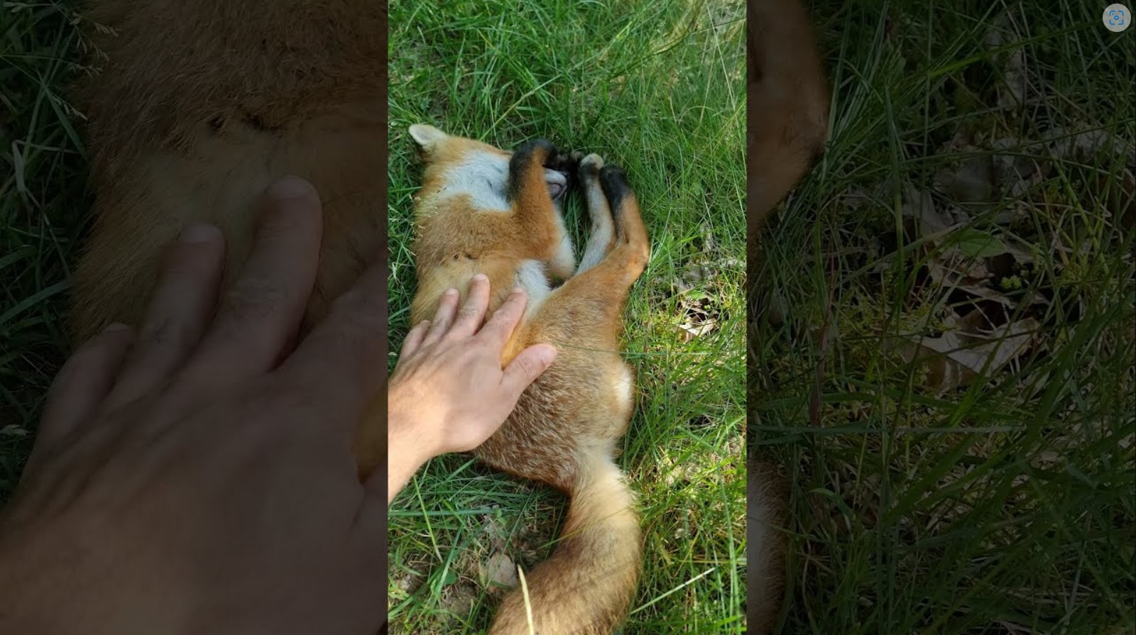 Застал спящую лису врасплох смотреть онлайн