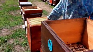 Сколько  пчелопакет может собрать мёда!