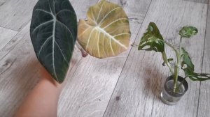 снесла макушку алоказии блэк вильвет.переукоренение