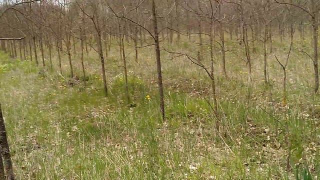 Черный орех.Гектарные посадки на древесину. смотреть онлайн