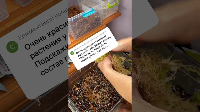 Мой грунт для ароидных