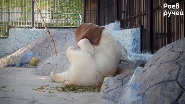 Танец красноярской белой медведицы смотреть онлайн