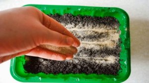 Как вырастить рассаду турецкой гвоздики