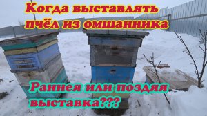 КОГДА ВЫСТАВЛЯТЬ ПЧЁЛ ИЗ ОМШАНИКА, РАННЯЯ ИЛИ ПОЗДНЯЯ ВЫСТАВКА, ЧТО ЛУЧШЕ?