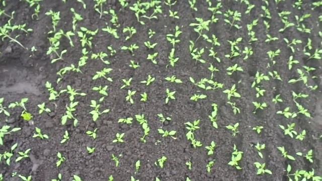 ВЫРАЩИВАНИЕ РАССАДЫ ТОМАТОВ НА ПРОДАЖУ. Ольга Чернова смотреть онлайн