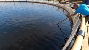 Пертозеро, часть 2. Форелевая ферма. Вожегодский район