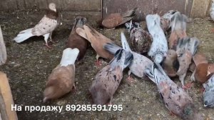 Мраморные голуби на продажу от Мирзоева Машаллы в Дербенте.