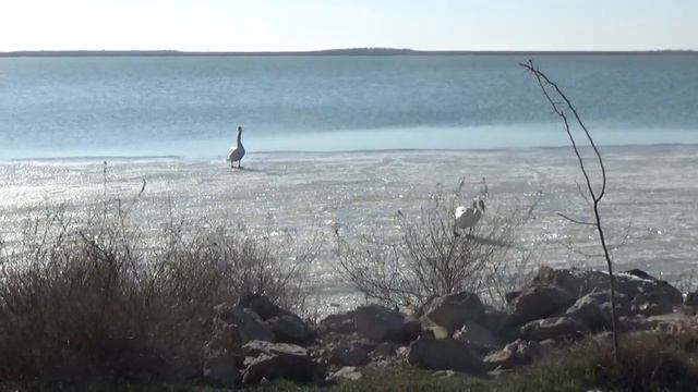 Какие птицы зимуют в Крыму Степи и озера