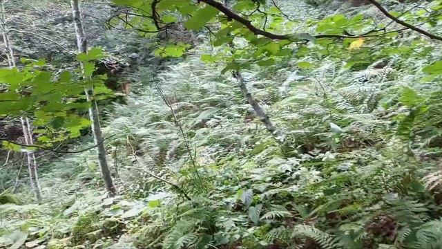 25.09.21. Поход в лес за грибами, Швейцария. смотреть онлайн