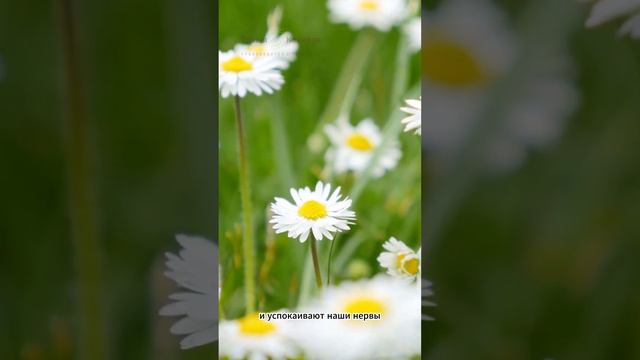 Биохимия РОМАШКИ - какие вещества в ней содержатся и как они помогают организму? #травыкавказа