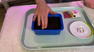 Астры. Выращивание рассады. Сеем семена Астры.