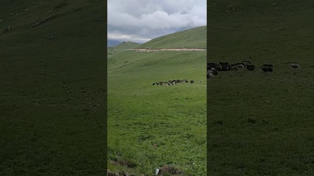 Дикие Яки, в Чечне горы Акки между Гозана и Хехалг. В начале я думал коровы, никогда не ожидал их .