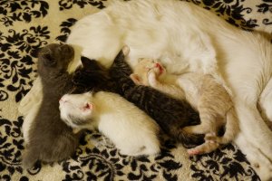 кошка с котятами