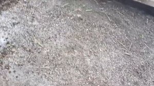 Защита от кладоспориоза и др.болезней.Обезараживаем грунт в теплице.27.09.2021