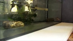 РАЗВЕДЕНИЕ ДАНИО