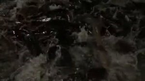 Сом клариевый африканский кушает