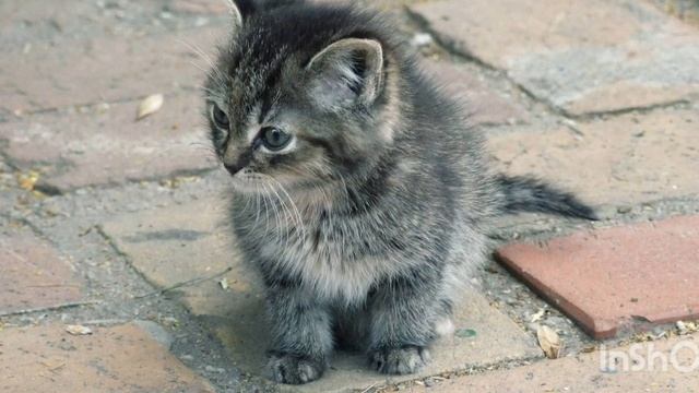 БРАТЬЯ НАШИ МЕНЬШИЕ / ДЕНЬ ЗАЩИТЫ ЖИВОТНЫХ смотреть онлайн