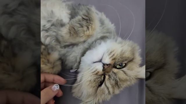 Серый персидский кот релаксирует смотреть онлайн