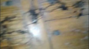 Меняю землю для розмарина!Какие корешки в полугодовалого  розмарина