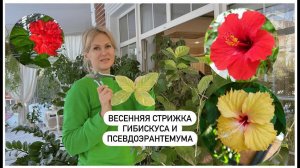 Весенняя стрижка гибискуса и псевдоэрантемума