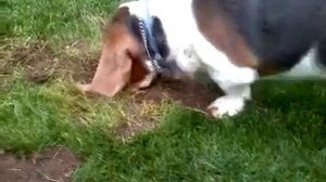 Ralph the Basset hound searching for a mole