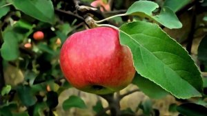 ПРИТЧА: СКОЛЬКО ЧЕЛОВЕКУ НЕОБХОДИМО ДРУЗЕЙ?