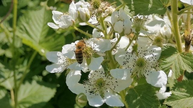 "Счастье верить..." стихи Анна Гурченок смотреть онлайн