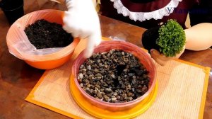 Древний плаунок, или селагинелла. Уход в домашних условиях полив, размножение, посадка салагинеллы