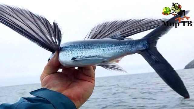 Удивительная рыба умеющая ЛЕТАТЬ