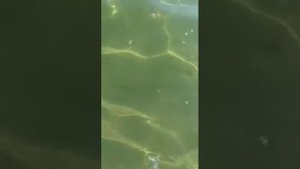 Он снимал Азовское море и тут вдруг появилась она , русалка ! Это все было в Урзуфе !