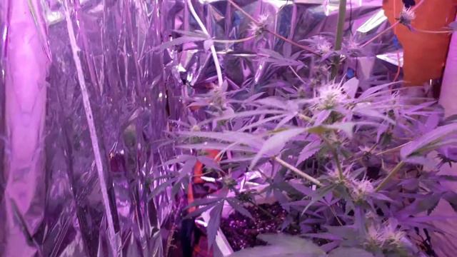 + 18 Кратко о цветени #6 неделя смотреть онлайн