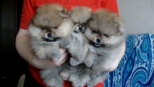 Померанский шпиц, документы РКФ/FCI, продажа смотреть онлайн