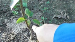 Яблони и груши через полтора месяца после посадки (Фуджи, Скифское золото, Талгарская красавица)