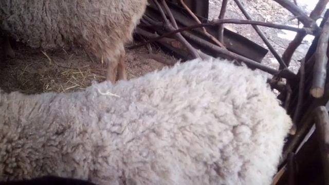 Чудо Овцы смотреть онлайн