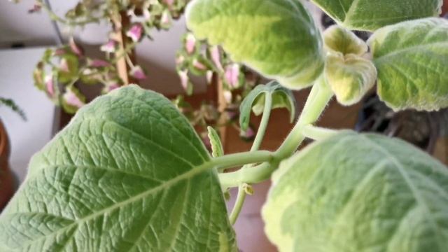 HOUSEPLANT CARE : BRING MY PLECTRANTHUS AMBOINICUS VARIEGATUS BACK TO LIFE. смотреть онлайн