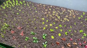 Запуск аквариума на ADA | Голландский аквариум