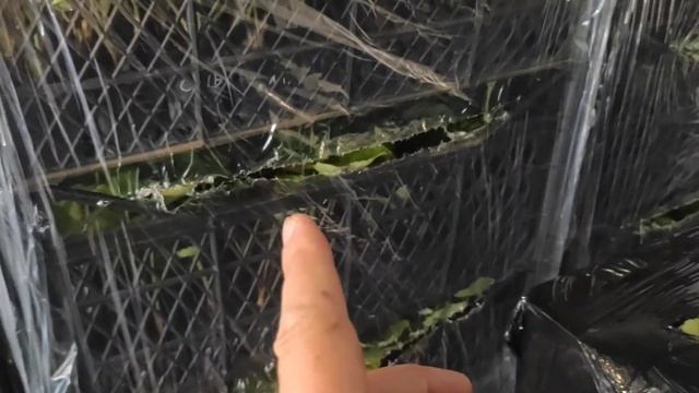 Отправка саженцев клубники, ежевики? смотреть онлайн