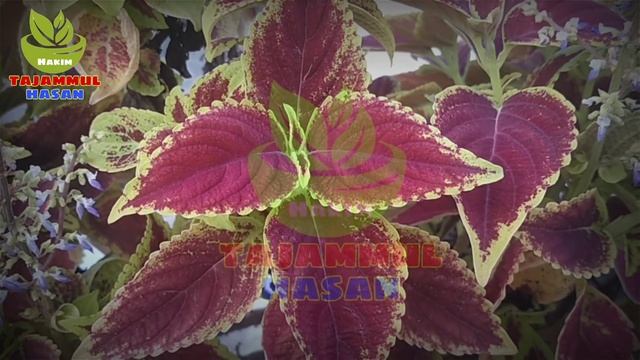 I Use Dabur Amla Oil This Type That os Good For Skin, Weight And Hair смотреть онлайн