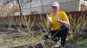 Уход за смородиной,крыжовником от А до Я